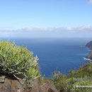 Einzigartige Pflanzenwelt auf La Gomera (Kanarische Inseln)