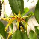 Pleurothallis hitchcockii