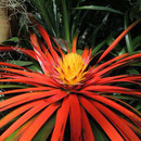 Aechmea biflora