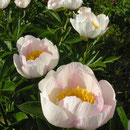 Paeonia ´Requiem´