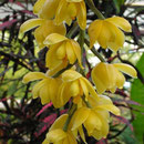 Acineta densa
