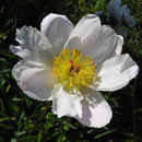 Paeonia ´Dresden´