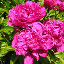 Paeonia ´Bunker Hill´