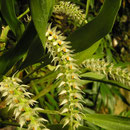 Dendrochilum glumeceum var. validum