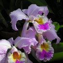 Cattleya labiata