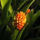 Aechmea lindenii