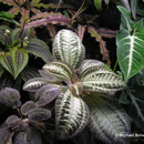 Bertolonia marmorata