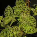 Macodes petola