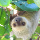 Zweifinger-Faultier in Costa Rica
