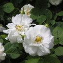 Rosa alba ´Suaveolens´