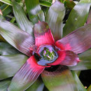 Baumkronenwelten: exotische Bromelien