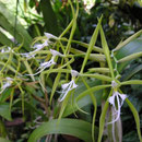 Epidendrum ciliare
