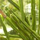 nur einmal gefunden und schon wieder ausgestorben ? Rhipsalis pentaptera