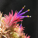 Tillandsia ionantha