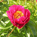 Paeonia ´Crusader´