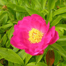 Paeonia ´Hoffnung´