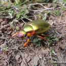 Goldkäfer (Plusiotis) in Costa Rica