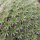Deuterocohnia brevifolia
