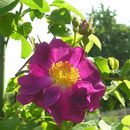 Rosa gallica `Violacea´