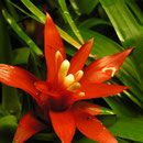Guzmania lingulata ´minor´