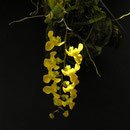 Erycina diaphana