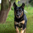 Pola,Schäferhundmischlingshündin,geb ca 2015