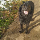 Luna,Retrievermischling, geb ca 12/2022