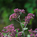 Oregano, Dost, wilder Majoran (Oregano)