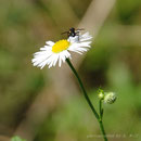 Kamille (Matricaria chamomilla) 