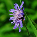 Skabiose (Scabiosa)