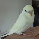 Calimero als Jungvogel