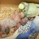 Hier wird Calimero mit seinen Geschwistern von Papa Merlin und Mama Sky gefüttert und behütet.