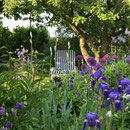 Gartenliegestuhl hinter blühendem Zierlauch und Iris