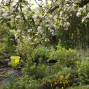 Gartenarbeit: Unkrautjäten im April unter Johannisbeerbüschen..