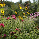 Herbstastern, Staudensonnenblume