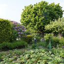 Blick in den Kleingarten Brühl im Mai 2013