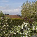 Apfelbaumblüte 19.4.2015 Kleingartenanlage, im Hintergrund: Badorfer Kirche Brühl