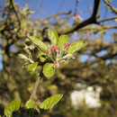 Apfelbaumknospen 19.4.2015