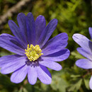 Anemonen