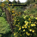 Zaun Bauerngarten LaGa 2014 in Zülpich mit schwarzäugiger Susanne, Sonnenhut, Staudensonnenblumen