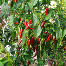 Chilischoten