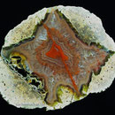 7,5 x 5,5 cm