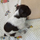 Wiko, braunschimmel