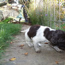 Waiko, braunschimmel