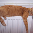 23.12.2004 - Hier ist es schön warm, hier bleibe ich liegen ...