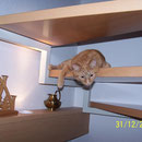 31.12.2003 - Und ein beliebtes Fotoobjekt ist immer unser Kater Felix ...