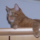 18.05.2004 - Hier kommt keiner an mich ran, der Schrank ist 2,40 m hoch ...