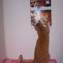 04.12.2004 - Icfh habe einen "Katzen-Adventskalender" bekommen, mit Leckerlis drin ...