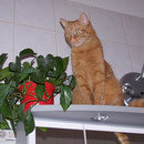 29.05.2005 - Vom Badschrank hat man den besten Blick ...