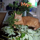 13.05.2007 - Blumen für den Muttertag - ich bin dabei ...